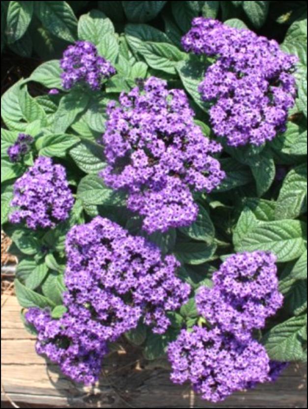 Heliotropium Scentopia Dark Blue : from Syngenta Oh my, what a nice surprise this was!