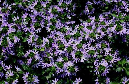 Scaevola Surdiva Light Blue: from Suntory With the great many fan flowers available, it is more difficult than ever to find one that stands above the others.