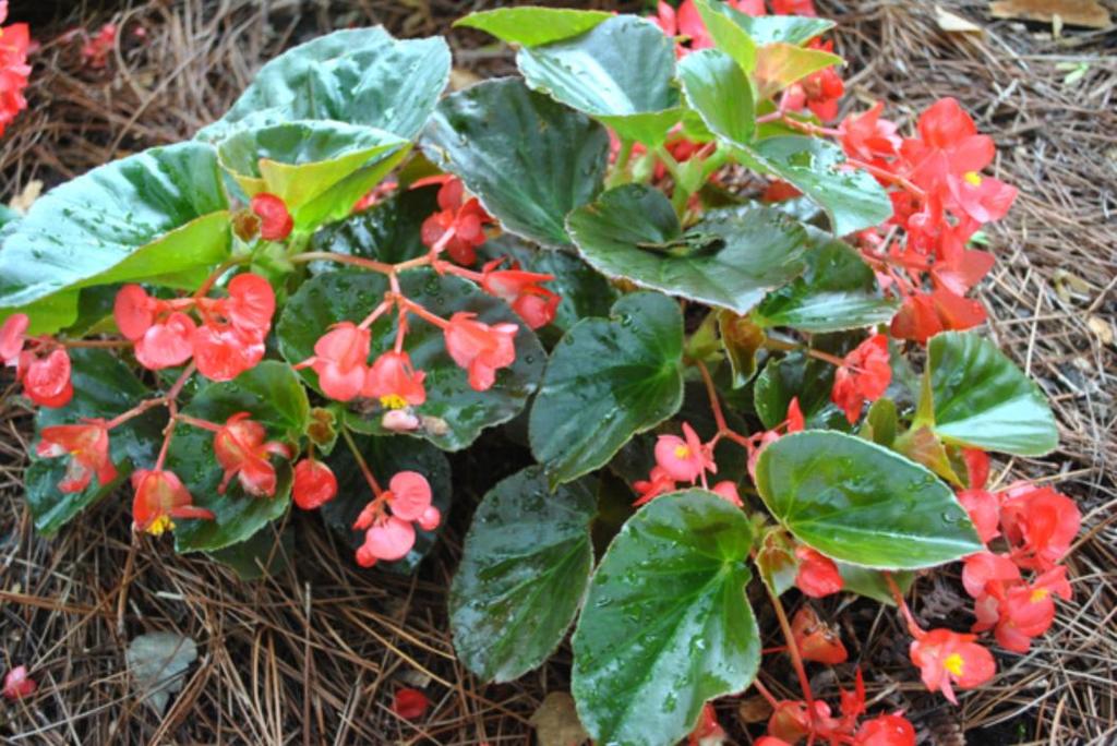 Begonia Whopper Red : from BallHort Wax-type begonias are also difficult to distinguish from each other, but the large leaf, large flower forms have been popular