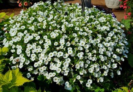 Group 3: Basket and container material: Calibrachoa Callie White 11: from Syngenta So many new calibrachoas, so hard to tell one from another, but when we look at them all for 6 months, a few stand