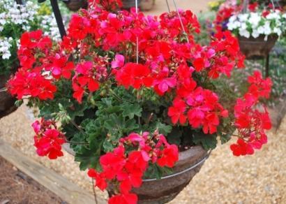 Geranium Caliente Orange ; from Syngenta I guess the rest of the breeders should fire me because I keep coming back to this cultivar when I am recommending basket geraniums.