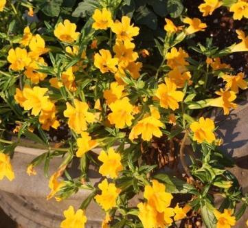 Mimulus Buttercup : from Grolink For mixed containers, one of the finest plants we trialed was this brilliant yellow mimulus. Mimulus?