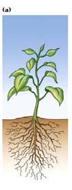 Plant health under the soil surface is the root of many postharvest disorders Good Root:Shoot Ratio Poor Root:Shoot Ratio Examples: Calcium