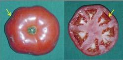 Excess Nitrogen Applications Interfere with Potassium Uptake Example: Tomato fruit that