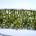 Intercellular spaces and cell size of spinach leaves enlarge with