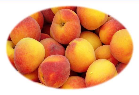 Why Might You See Uneven Quality in a Given Lot of Peaches? Preharvest Effects on Physiological Disorders Fruit Position on the tree Exterior vs.