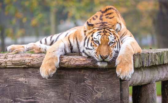 Woburn SAFARI PARK Explorers and animal lovers will want to take advantage of the great value Woburn Experience ticket.