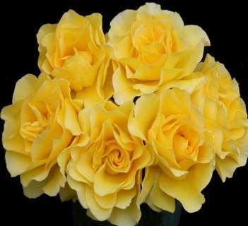 The Gold Coast Rose Society Inc; In conjunction with the Queensland Rose Society Inc; Presents the SATURDAY 3rd OCTOBER 11:30am - 5:00pm SUNDAY 4th OCTOBER 9:30am - 3:30pm Robina Community Centre,