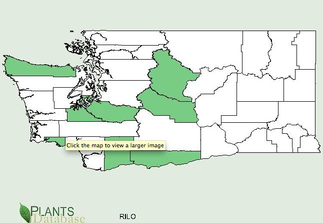 sciname=rib es%20lobbii United States Distribution Map 1 Washington Distribution