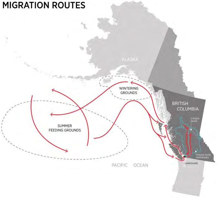 Salmon Migration Routes