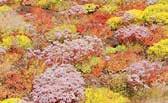 Sedum-Moss Vegetation Temporary water storage litres/m + 9 litres/m temporary Optigreen Extensive Substrate Type E Approx.