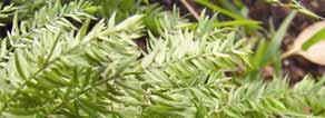 Asparagus scandens Asparagus Fern Description: Very invasive evergreen, spiny