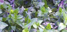 Vinca major Blue Periwinkle Origin: Mediterranean Description: Ornamental low creeper to 50cm high, with glossy leaves and