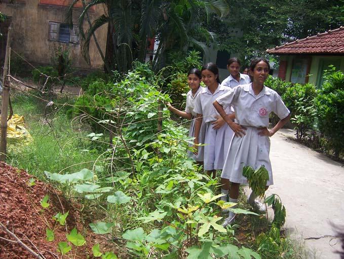 Our School Garden In our school garden, we have planted 2~3 types of beans, jungle potato (diascoria), ginger, ipomoea, turmeric, cardamom, Indian spinach, cowpea, roselle, pigeon