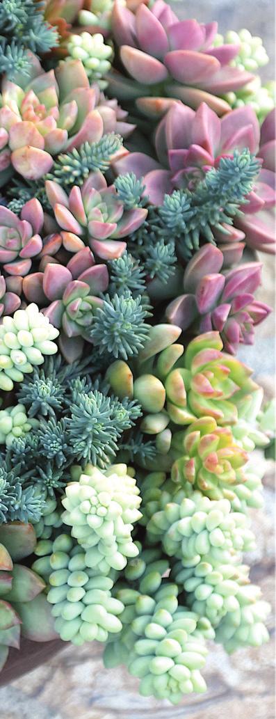 [ GARDENING ] ease of succulents 1 Staying Power Succulents are still the darlings of floral design just with a new spring attitude.