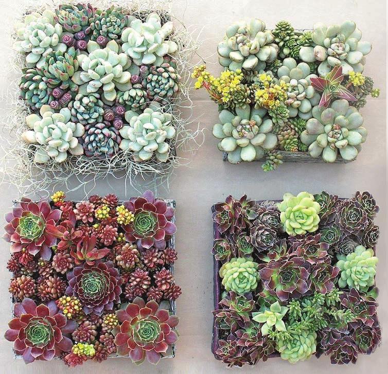 Each time I visit my local succulent specialty nursery, which is several times a month, I m blown-away by new hybrids that I haven t seen before, says Baldwin, widely known as the Succulent Queen.