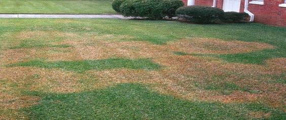 BROWN PATCH FUNGUS CARING FOR YOUR LAWN Here are some fun and