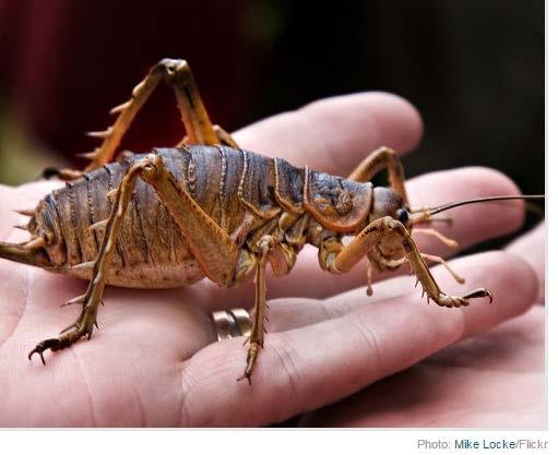 5 ounces), making them among the heaviest insects in the world.