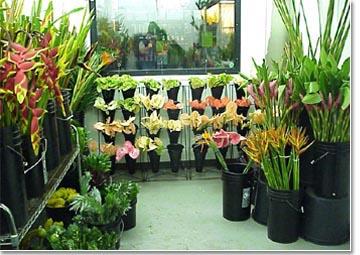 Cut Flower Storage/Display Facilities A number of quality flower coolers are commercially