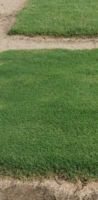 It has superior cold tolerance and excellent density, color, and texture, confirms Dr. Doug Karcher, Professor of Turfgrass Science, University of Arkansas, Fayetteville.