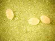 Whitefly Greenhouse whitefly (Trialeurodes vaporariorum) Tabaco whitefly (Bemisia tabaci) Egg Larva Adult Biocontrol agents