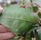 Spider mites are not noticeable on sticky traps, therefore it is important to scout in