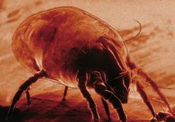 Dust mites live in upholstered furniture, carpets, and mattresses. They absorb their moisture needs from the air. If the relative humidity is below 50%, according to Dr.