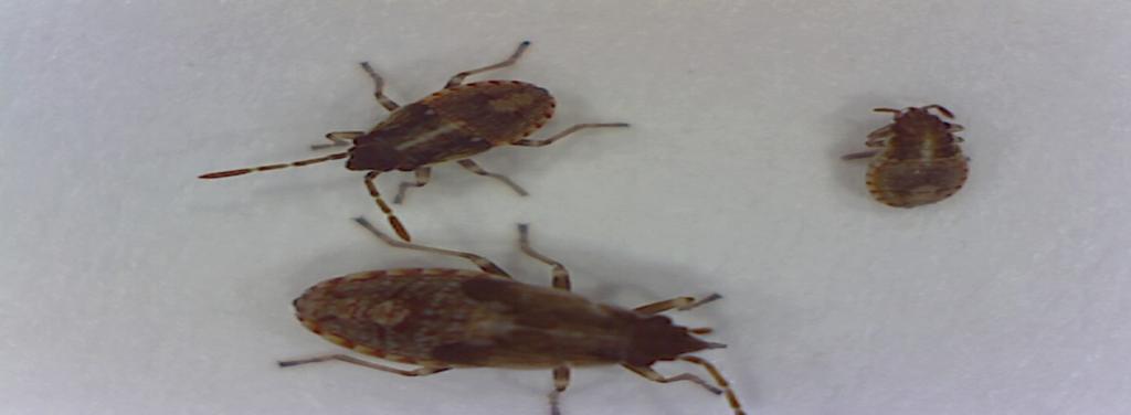 Then they inject a poison that kills them. They can kill patches or your entire lawn. Southern chinch bug activity occurs from March through November in north-central Florida.