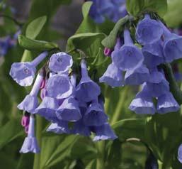 FLOWERS: Early Bloom Range VIRGINIA BLUEBELLS