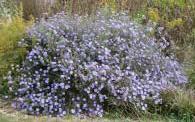 AROMATIC ASTER ASTER OBLONGIFOLIUS Bloom Color: Purple Bloom