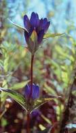 Bloom Color: Lavender Bloom Range: July - September Notes: