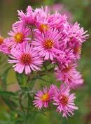 ASTER, LATE PURPLE Symphyotrichum patens Height/Spread 2 Dry to medium