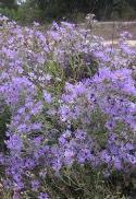 early fall ASTER, SMOOTH BLUE Symphyotrichum laeve Dry, sandy or rocky