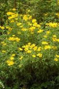 Native Perennials for Full to Part Sun cont d GREATER TICKSEED
