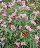 Height 3-5 Spread 2-3 Food source for Monarch butteroly larvae Pink