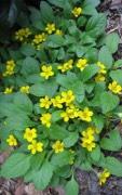 Medium to damp, fertile soil Yellow blooms in summer Good cut Olower