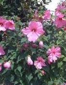 Semi-aggressive grower Pink blooms late spring to early summer 1/2