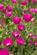 screen Pink panicles in late summer WINE CUPS/ POPPY MALLOW Callirhoe