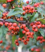Prefers acidic soil Dark berries for birds Need 1 male per 10 female