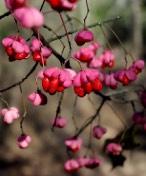 10-15 Red berries loved by birds Despite name, plant is thornless