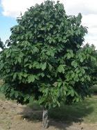 Native Trees & Shrubs for Full to Part Sun cont d PAW PAW Asimina