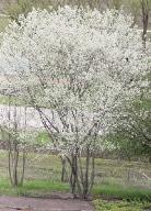 damp soils Showy white bottlebrush Olowers in spring WASHINGTON