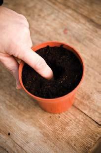 need: Small pot Seedlings 1 Fill your pot with