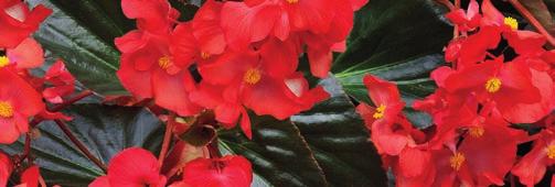 Find detailed tech info in our Technical Guide Technical Information Begonia x benariensis F 1 BIG and Whopper Series Uses: Annual Packs, pots, hanging baskets, mixed containers and landscape Sowing