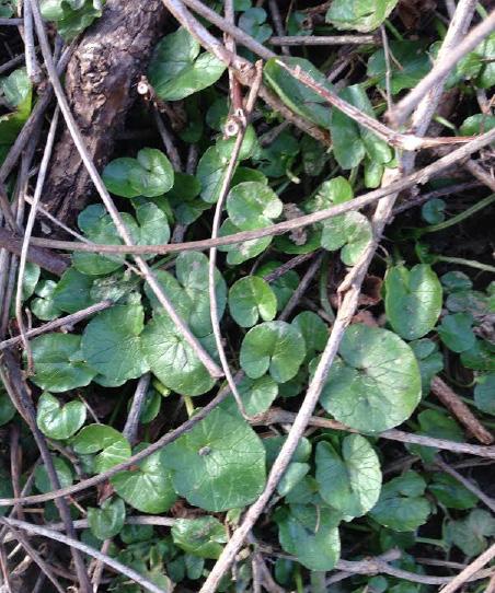 Shrewsbury, UMD Lesser Celandine Brian Scheck, Maxalea, Inc., found the leaves of lesser celandine coming up on March 2 in Towson.