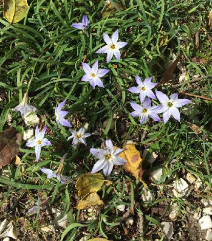 Plant of the Week By: Ginny Rosenkranz, University of Maryland Extension Spring bulbs need to be planted in the fall to get established, but some of the smallest bulbs are often neglected due to