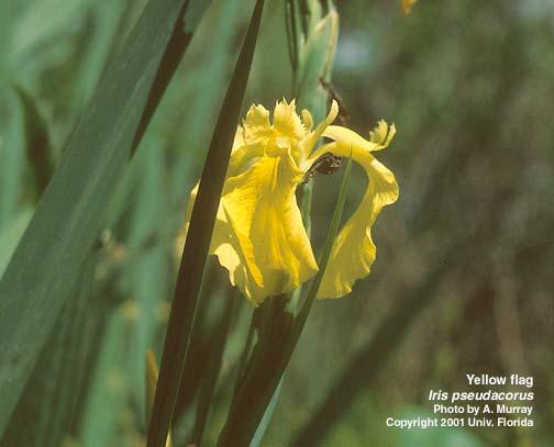 Oregon Department of Agriculture Pest Risk Assessment for Iris pseudacorus February 2005 Yellow Flag Iris (Iris pseudacorus L.