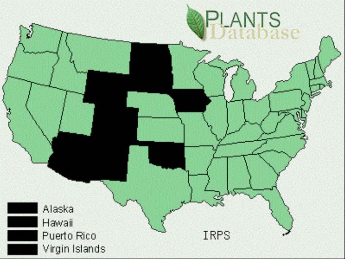 U.S. Distribution of Yellow flag Iris Assessing Pest Risk: Two weed rating systems were used to assess pest status for this weed risk assessment.