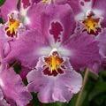 Odontoglossum (Odonto) continued from Page 3 Cochlioda has had very little