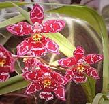 spread of viruses. Are your cymbidiums feeling lonely?